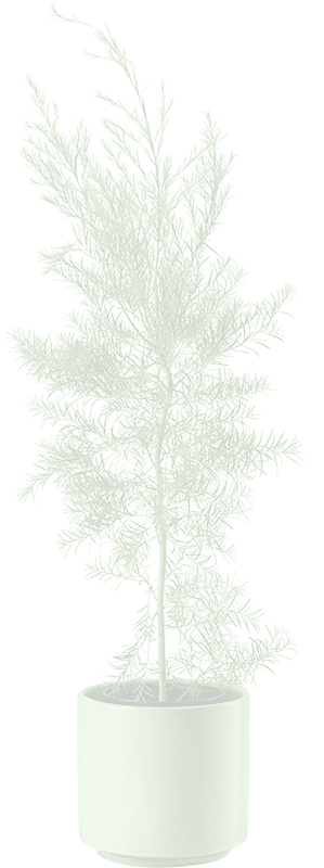 メラレウカ アルタニフォリア｜Melaleuca Alternifolia
