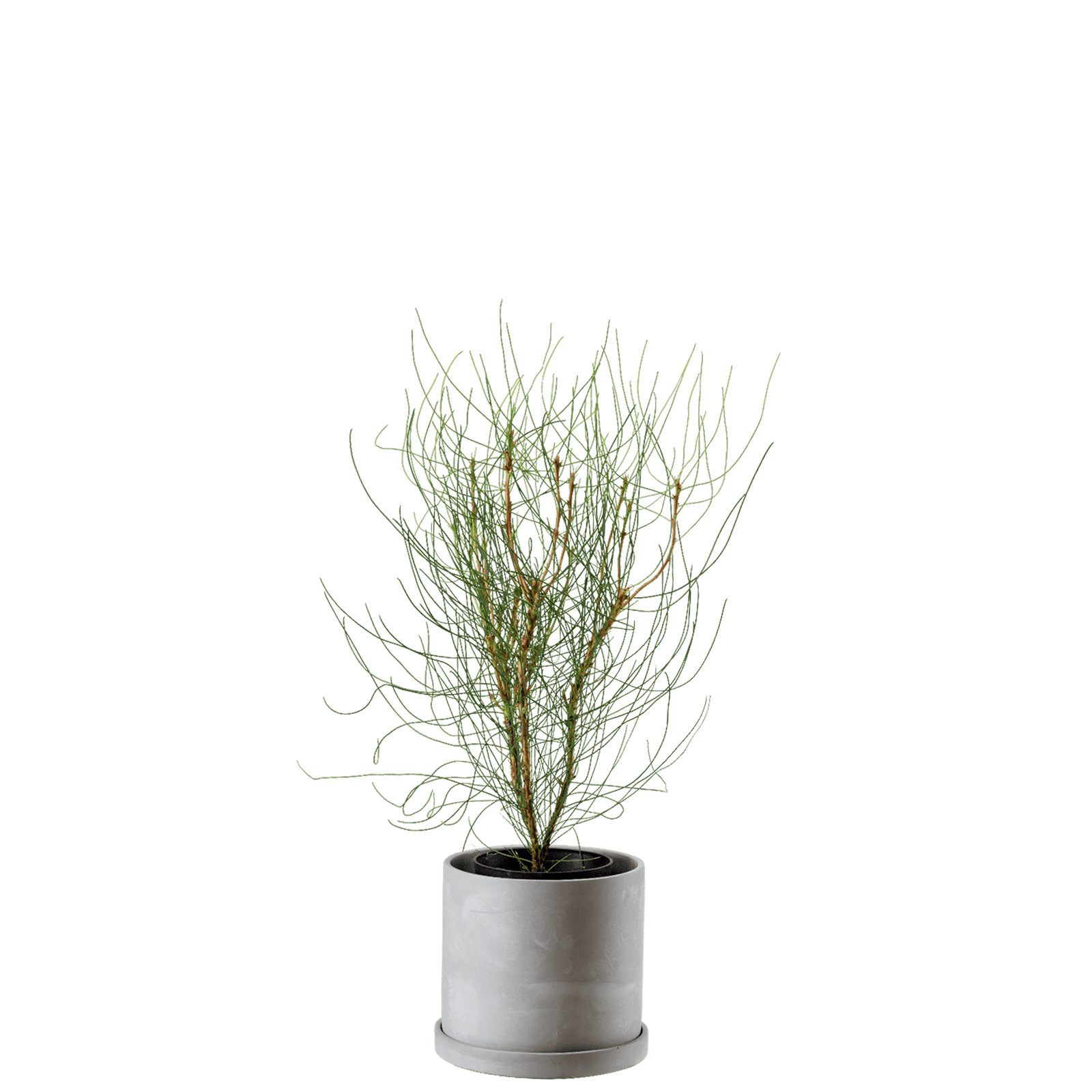 ペトロフィル エリシフォリア｜Petrophile Ericifolia