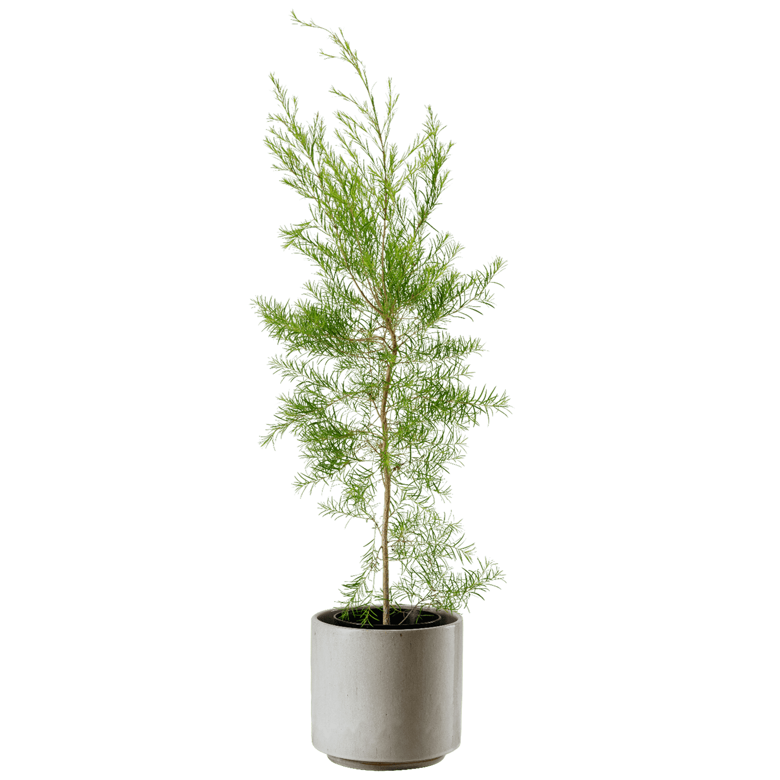 メラレウカ アルタニフォリア｜Melaleuca Alternifolia